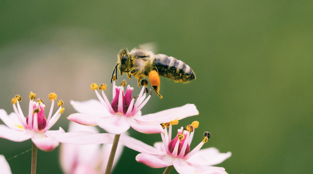Bee Habitat Loss • Friends of the Earth