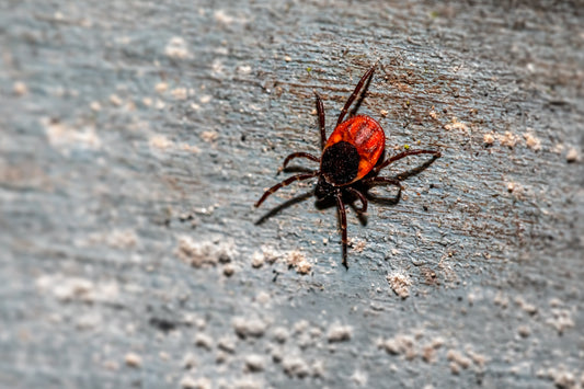 Stay Tick and Mosquito Safe: Essential Tips for Outdoor Enthusiasts