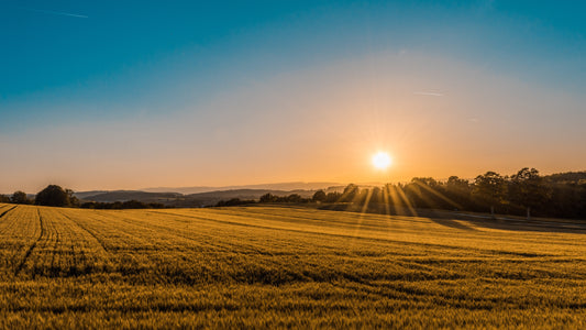 The Unsettling Impact of Pesticides: Environmental, Plant, and Human Concerns